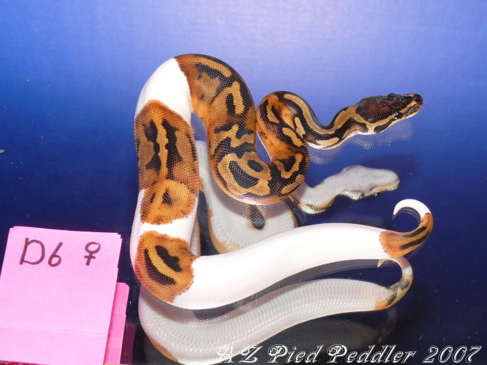 D6 female - SOLD