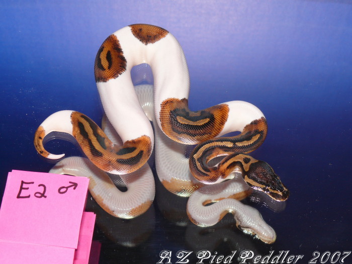 E2 male SOLD