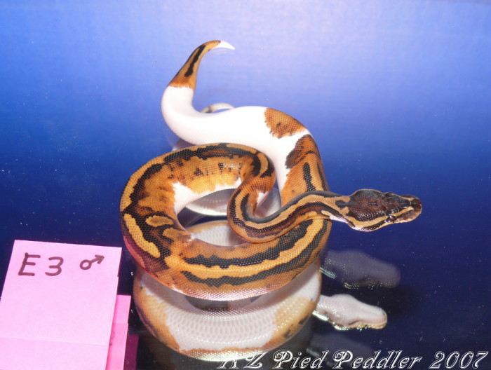 E3 male