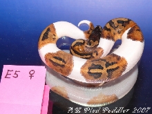 E5 female SOLD