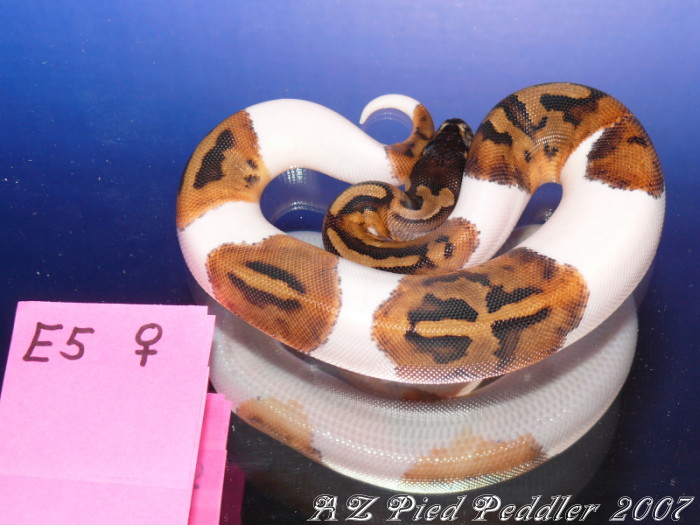 E5 female SOLD