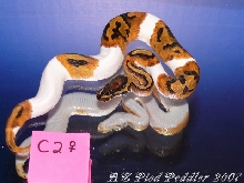 C2 female SOLD