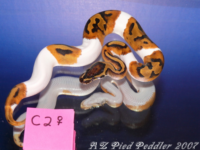 C2 female SOLD