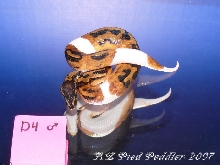D4 male SOLD