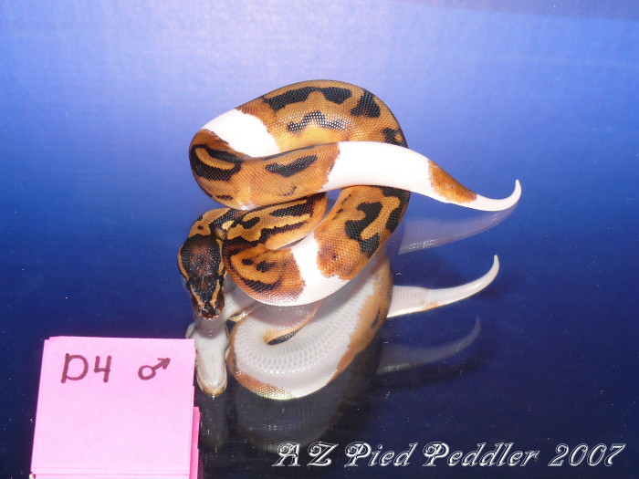 D4 male SOLD