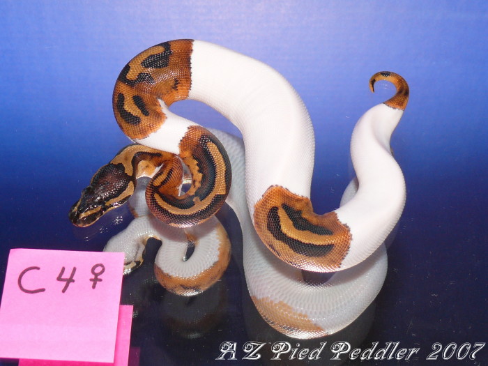 C4 Female SOLD