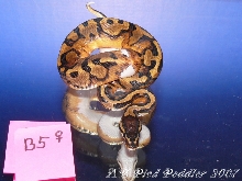 B5 female SOLD
