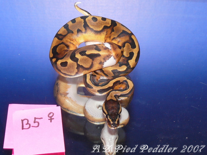 B5 female SOLD