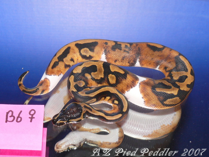 B6 female SOLD