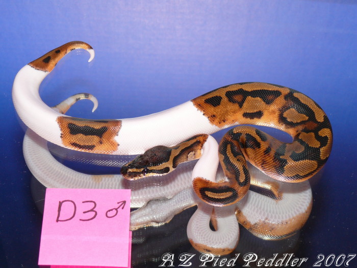 D3 male SOLD