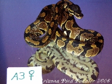 A3 ...SOLD...