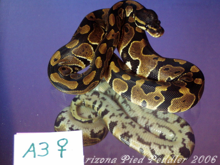 A3 ...SOLD...