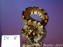 I4 50% PossHetAlbF SOLD