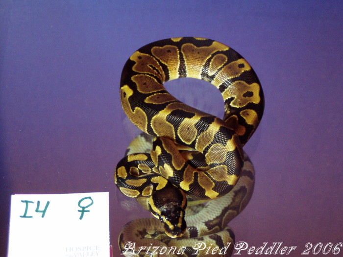 I4 50% PossHetAlbF SOLD
