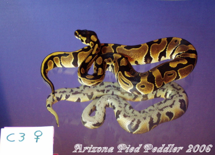 C3 ...SOLD...