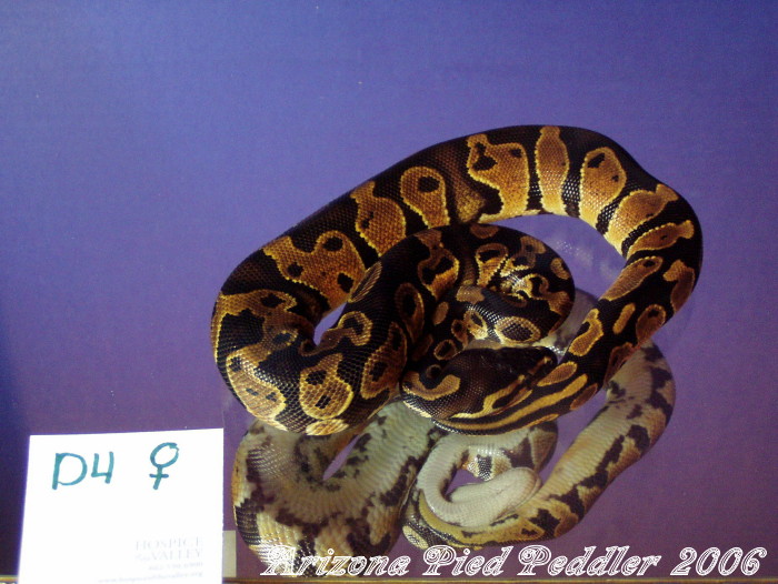 D4 ...SOLD...