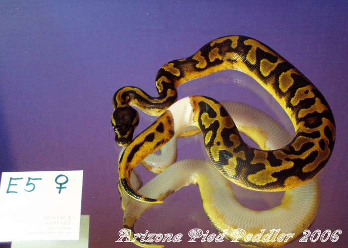 E5 PiedF SOLD
