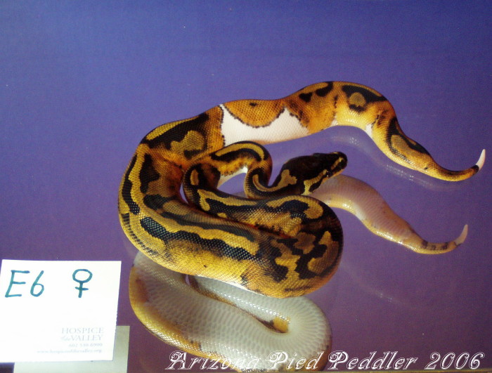 E6 PiedF SOLD