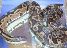 Het Pied Male CW SOLD
