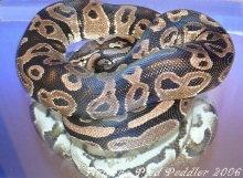 Het Pied Male MK