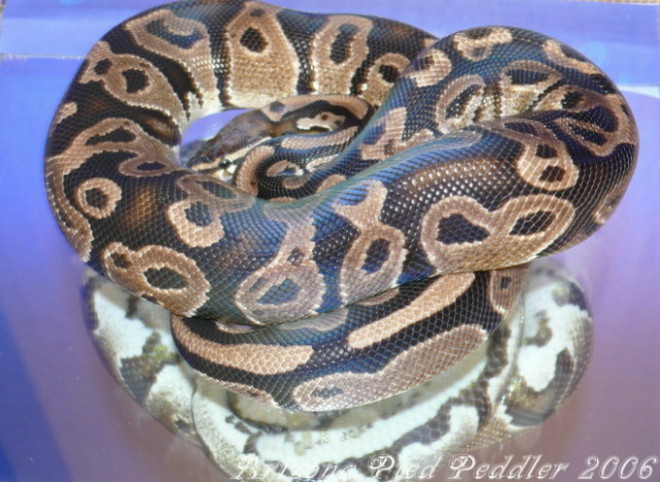Het Pied Male MK