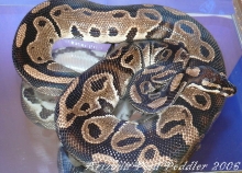 Het Pied Male SR SOLD