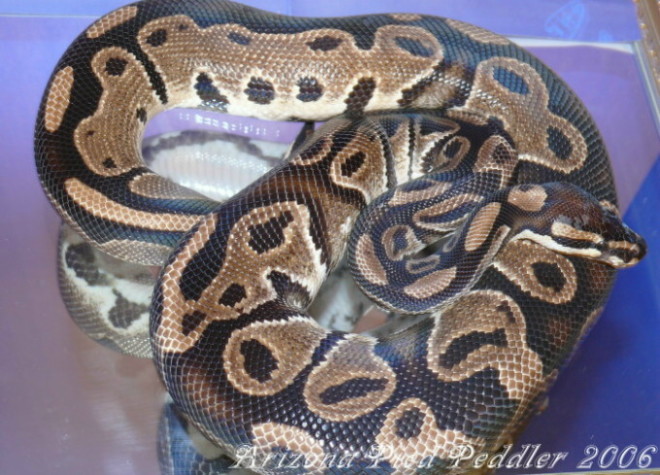 Het Pied Male SR SOLD