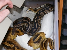 Cinny X pied