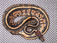 1st cinnamon