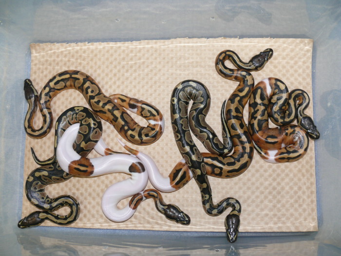 Clutch 2007B