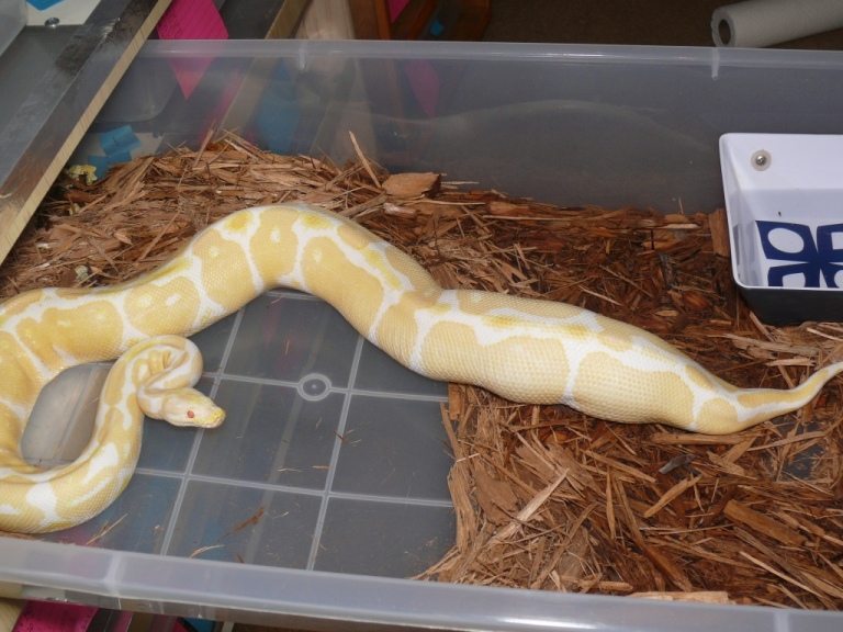 Gravid 2