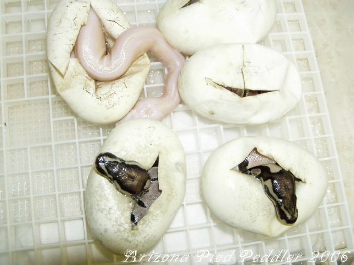 Clutch H