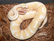 contrast in albinos