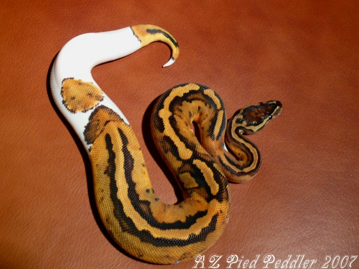 E3 M at 250g