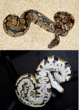 Male2 50%PossHetPied