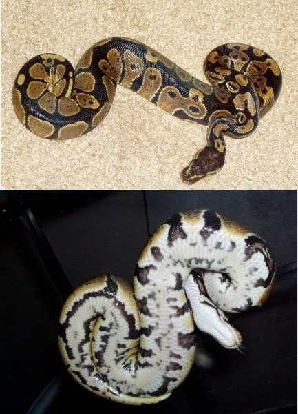 Male2 50%PossHetPied