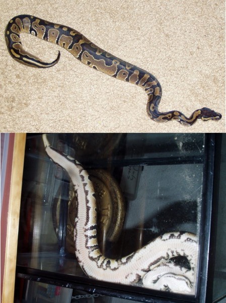 Male5 50% PossHetPied