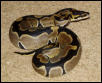 Reduced pattern Female