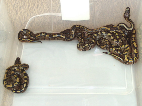 Ball python hatchlings