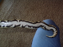 Het Pied Belly