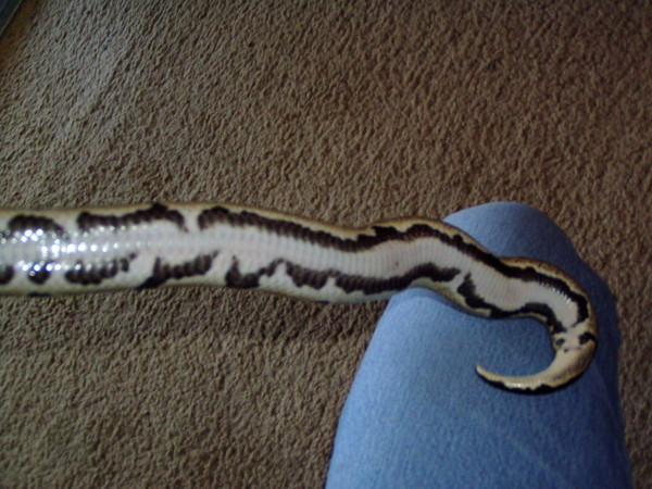 Het Pied Belly