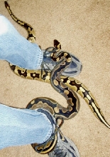 Blackback