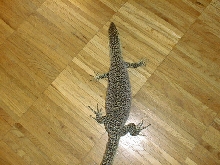 varanus