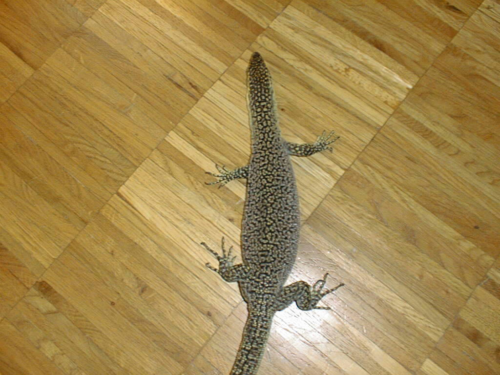 varanus