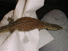 Kisar male