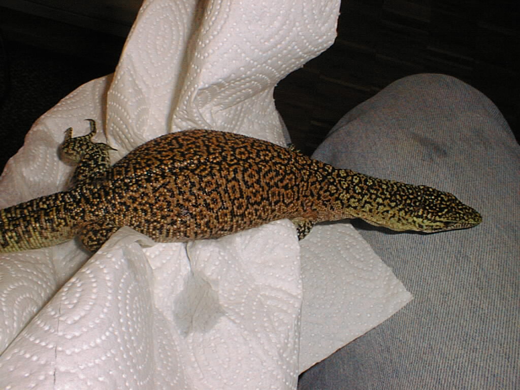 Kisar male