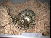 BP on Eggs 2