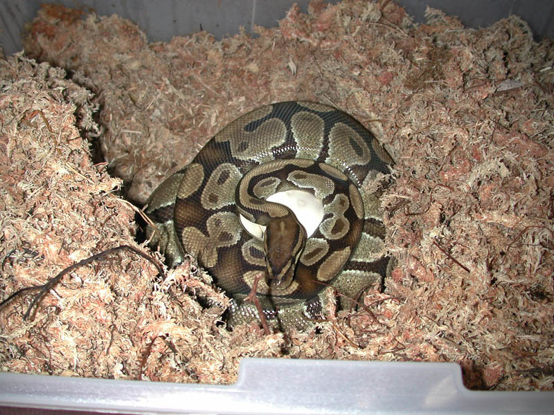BP on Eggs 2