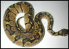 Pastel Male BP
