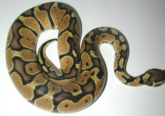 Pastel Male BP